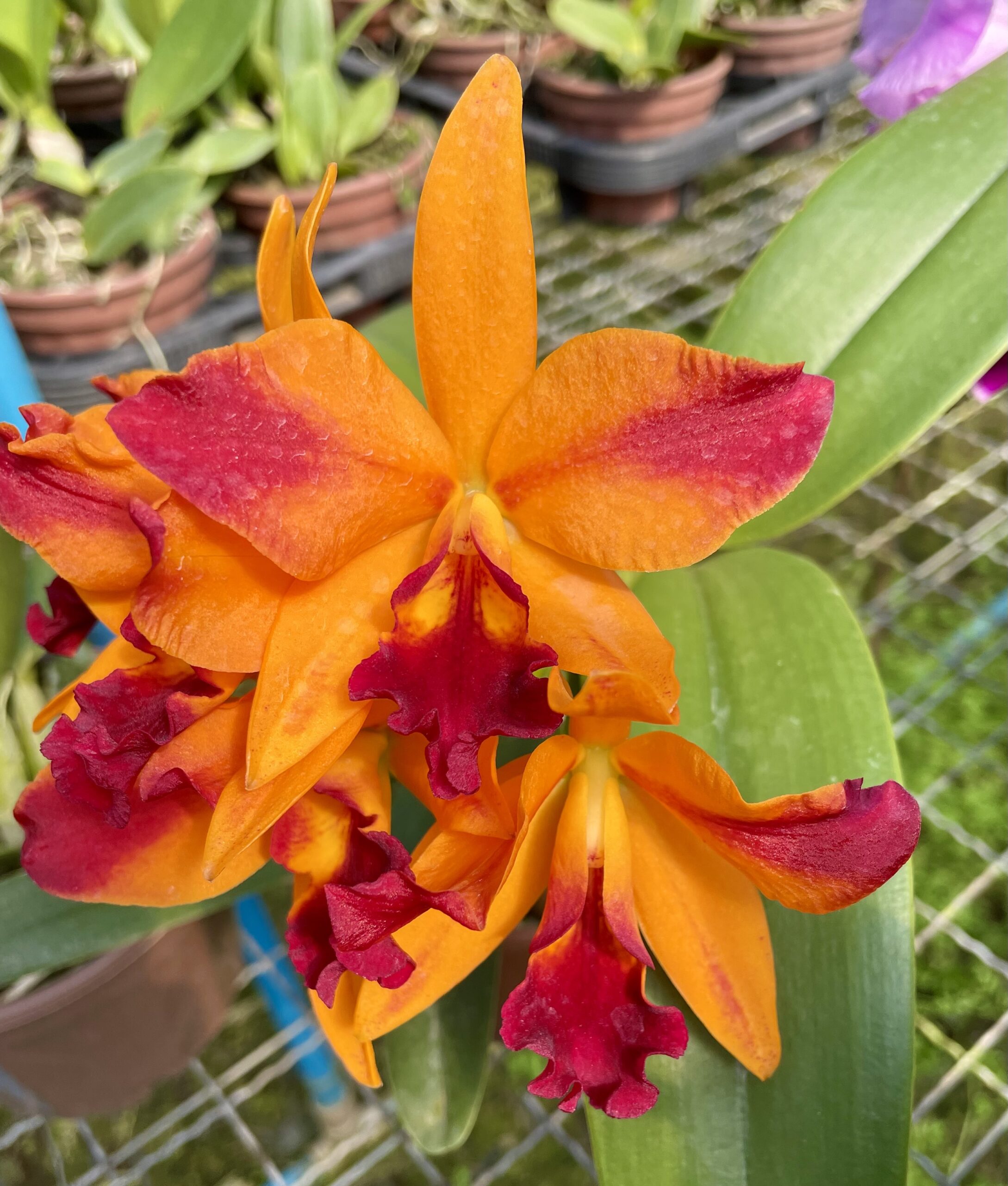 Lc. Tropical Trick