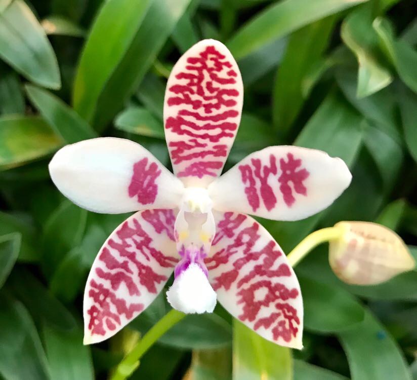 Phal Double Shot