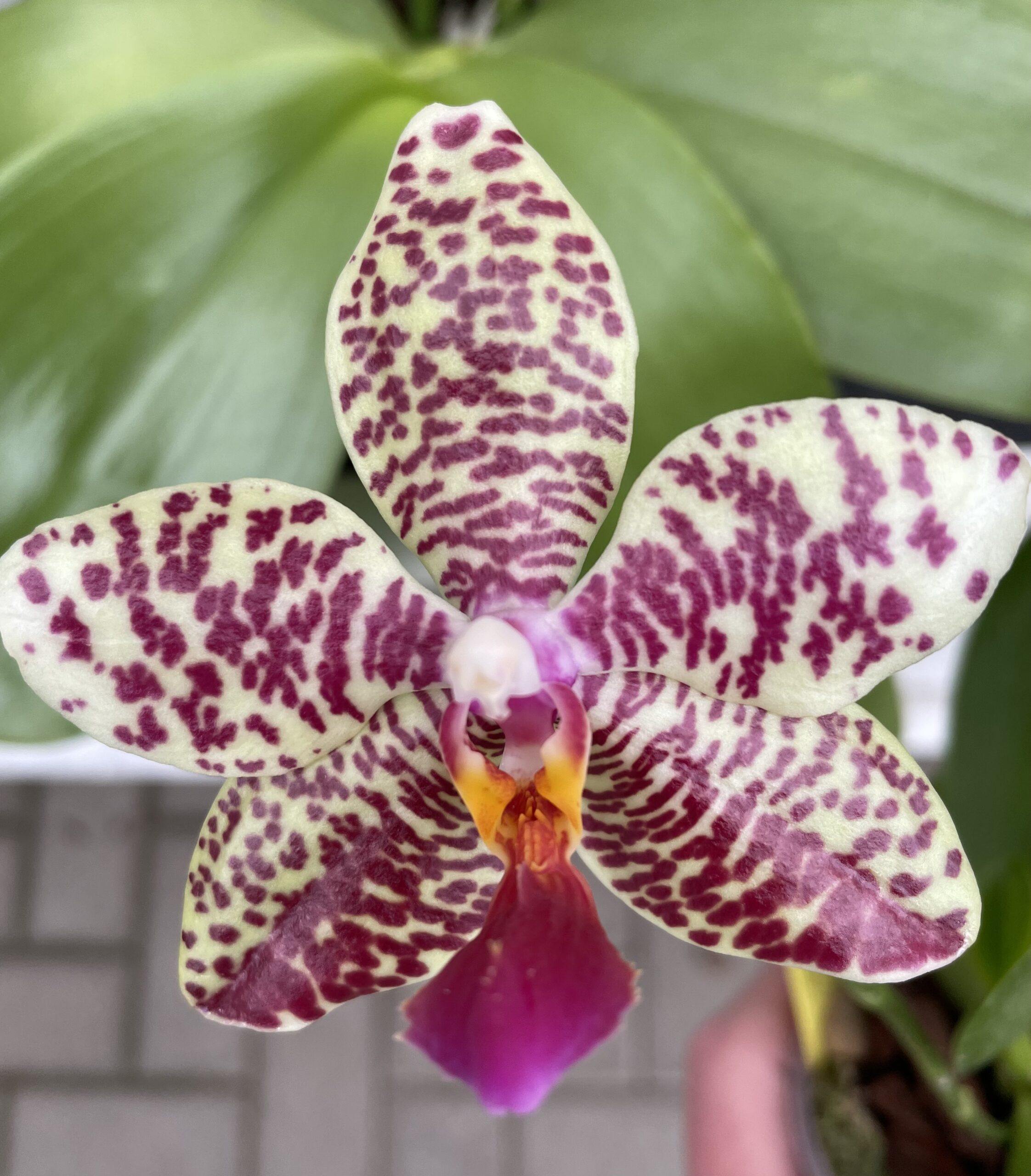 Phal. Class President Willowbrook